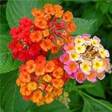 easily grow in all soils 100 pc/sacchetto, semi Lantana, semi in vaso, semi di fiore, varietà completa, l\'erba tasso del 95%, (colori misti)