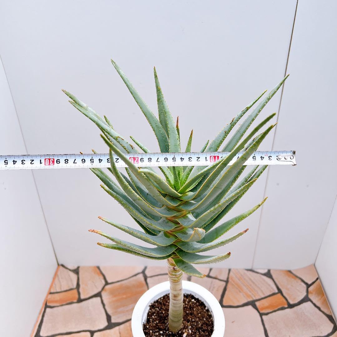アロエ ディコトマ 12番 幹上がり 観葉植物 多肉植物 ドライガーデン アロエ ディコトマ 12番 幹上がり 観葉植物 多肉植物 ドライガーデン
