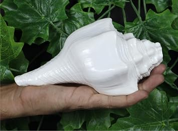 ASHIRWAD Blowing Shankh Vamavarti Dattatreya - Conch Shell - Puja Ritual - Shankhnaad (Shankh-03)