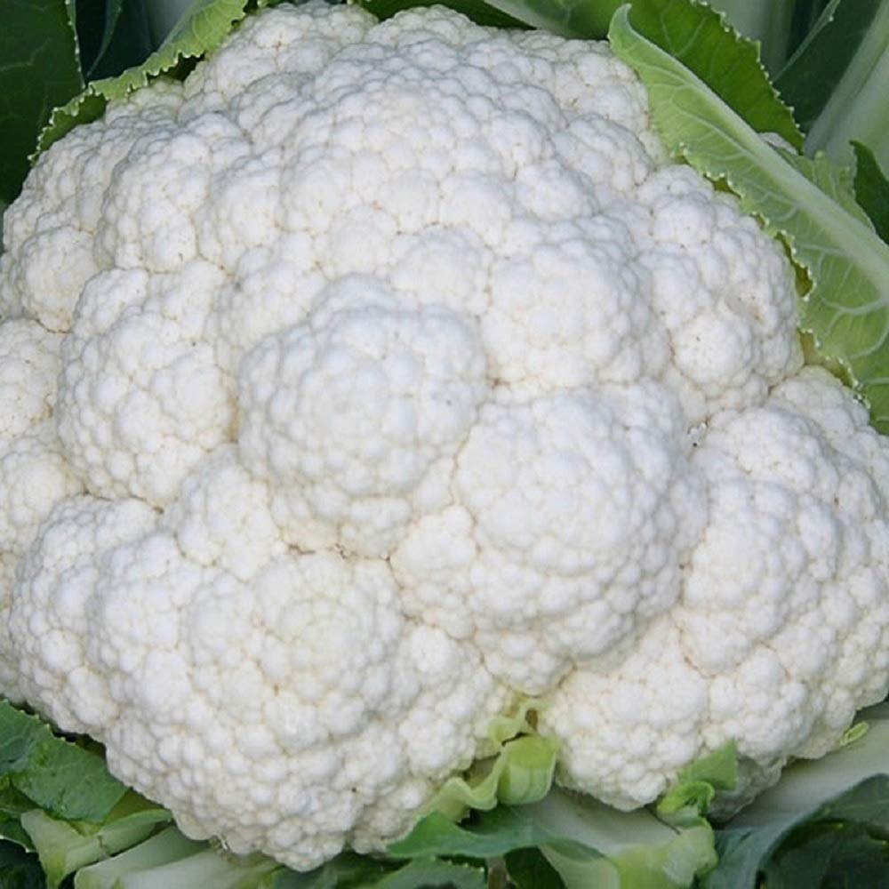 Cauliflower Fujiyama 4256 (White) 100 Non-GMO, Hybrid Seeds