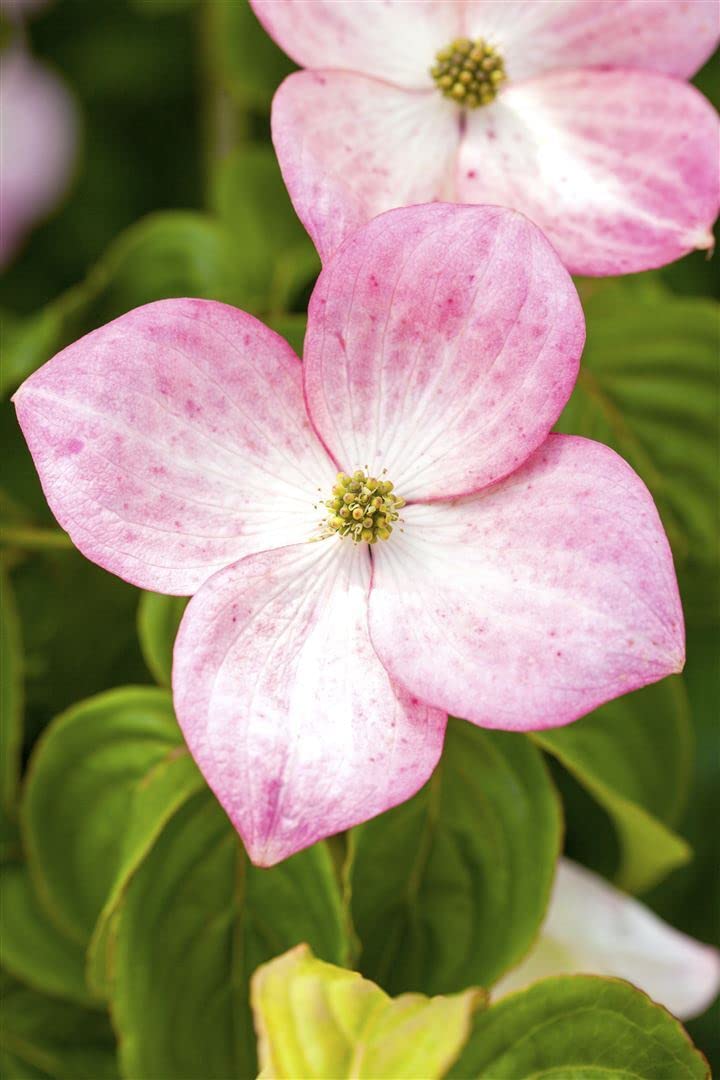 Cornus kousa 'Satomi' 80–100 cm – Winterhart, Mehrjährig, Pflegeleicht – Japanischer Blumen-Hartriegel – Solitärgehölz für Garten & Einzelstellung