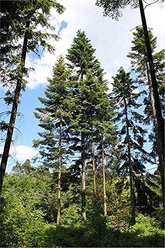 1000 Samen Riesen-Küsten-Tanne (Abies grandis) **Der Tannengigant** Winterhart