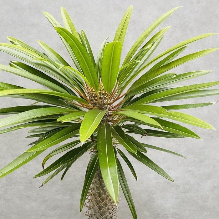 Amazon.co.jp: 観葉植物 パキポディウム・ラメリー 8号鉢株 大型 塊根