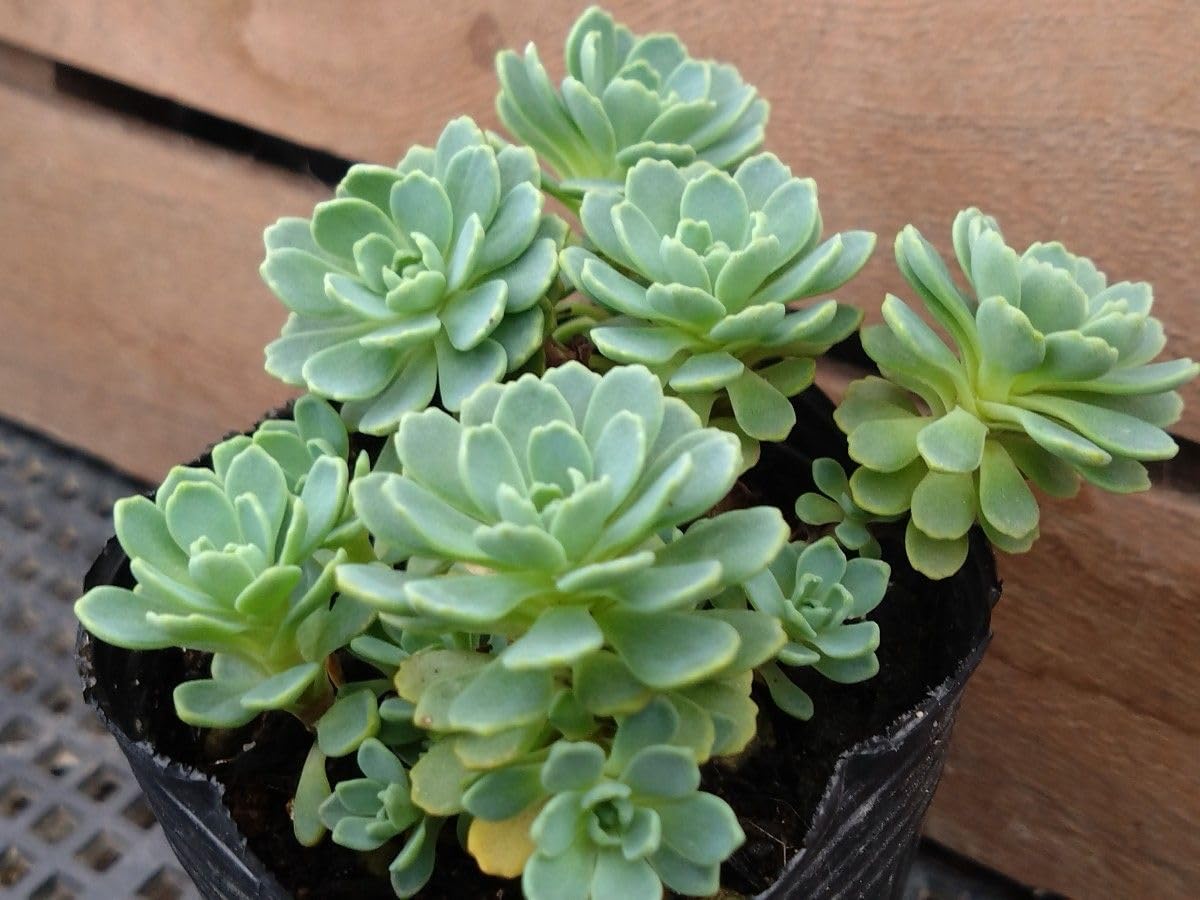 Amazon.co.jp: ローズセダム 多肉植物 抜き苗 : DIY・工具・ガーデン