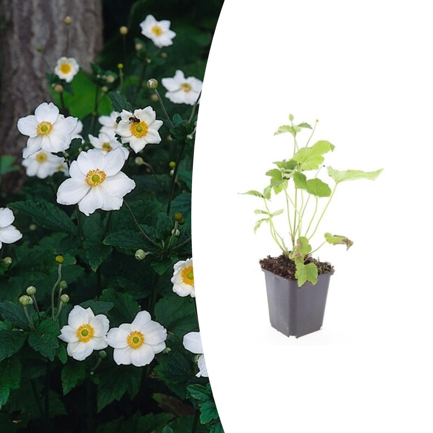Anemone Honorine Jobert da Giardino, Fiori Bianchi, Set da 12, Vaso 9cm