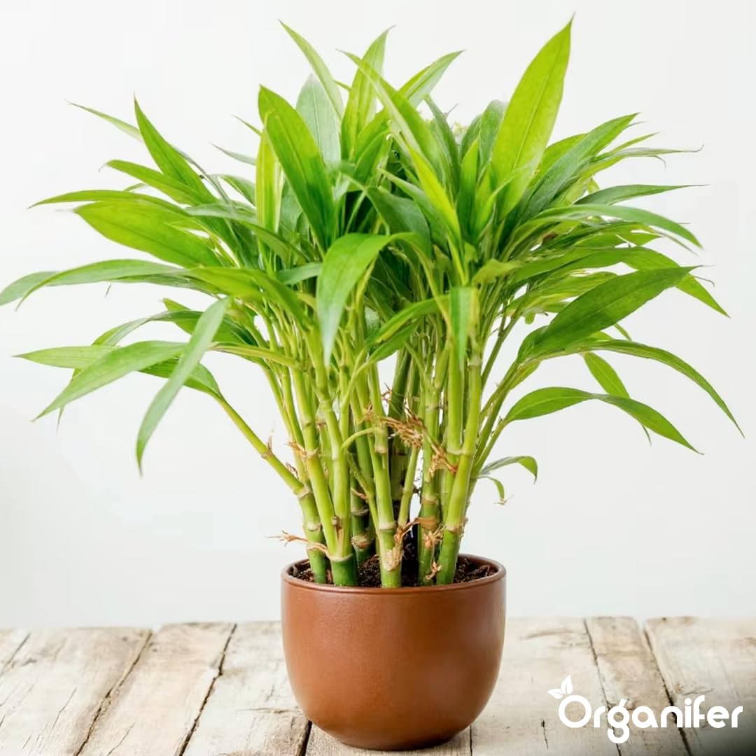 Lucky Bamboo Flüssigdünger - 10L - NPK 2-1-8 | Flüssig-Pflanzendünger Für Große Zimmerpflanzen-Sammlungen Und Innenräume - Organifer