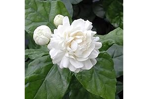 QAUZUY GARDEN 50 Pcs Jasminum Sambac Jasmine Seeds
