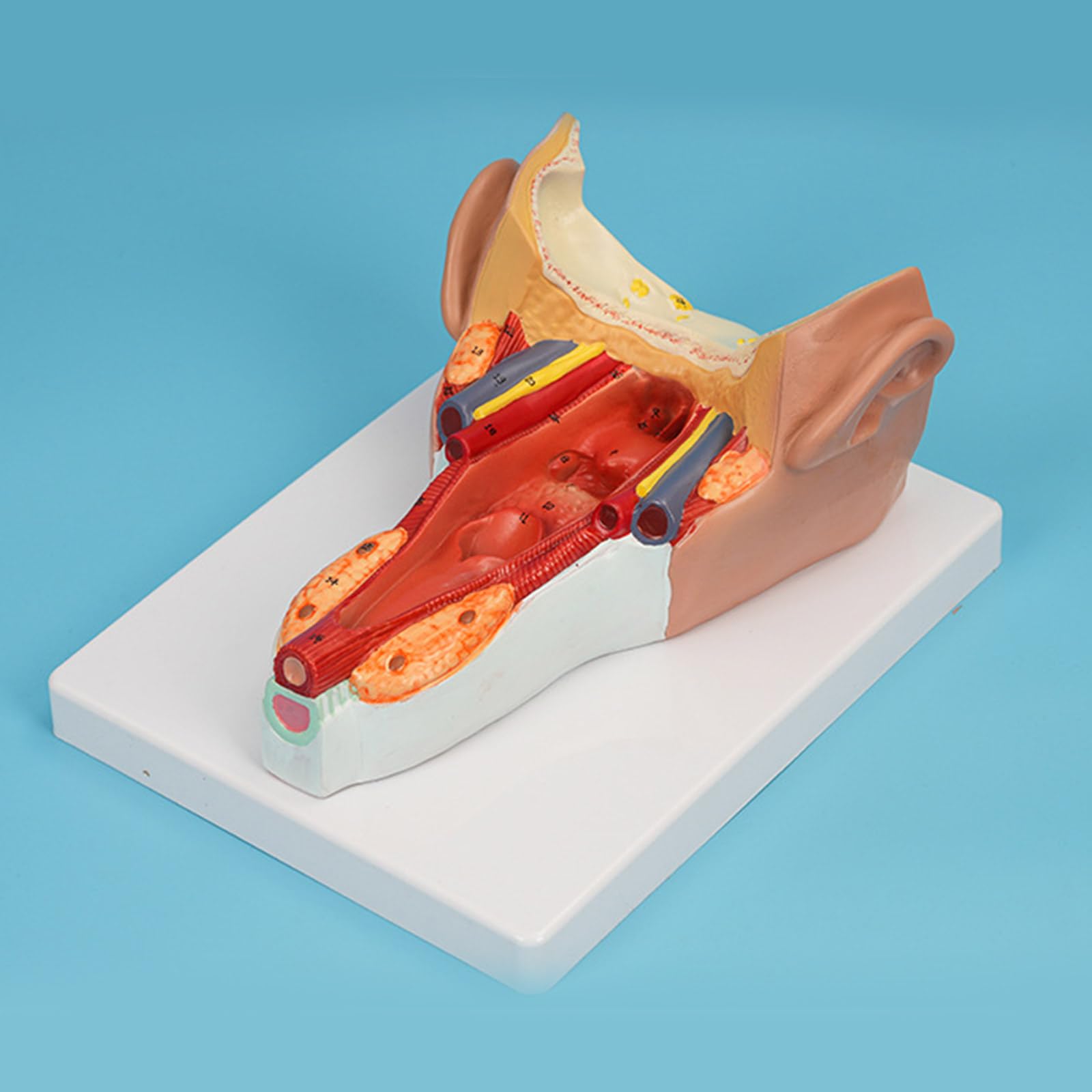 Anatomiczny model mięśni ściany gardła badania choroby wykład medyczny anatomia narządów człowieka model materiały dydaktyczne