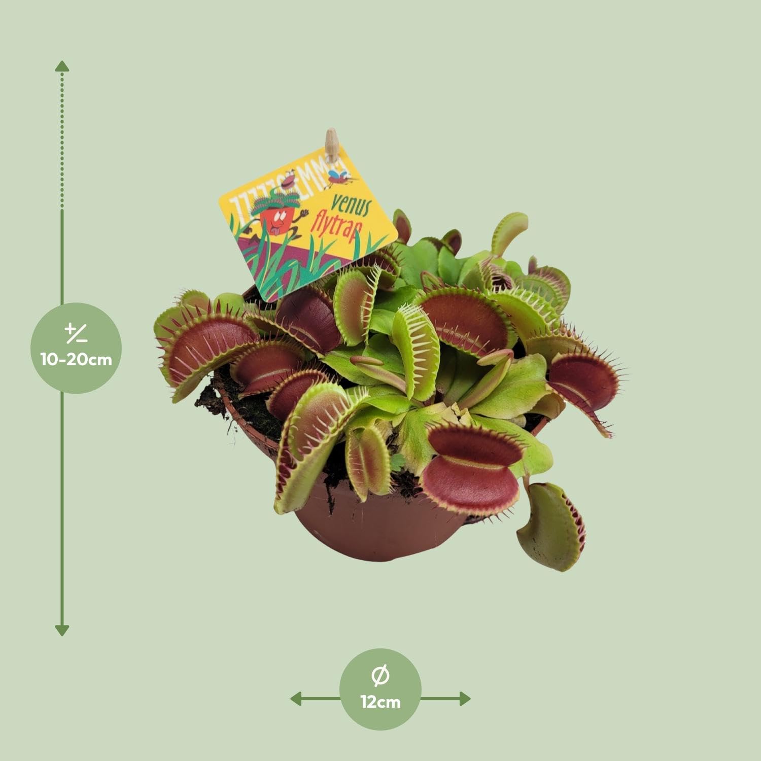 Dionaea Muscipula - 12cm - Ø12cm - Plante d'intérieur - Vert persistant