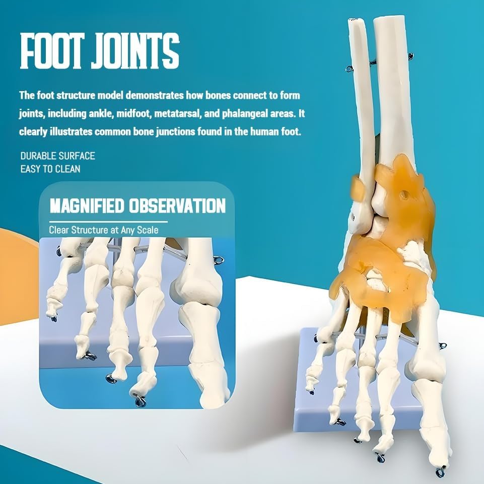 Human Foot Joint Model with Ligament, 1:1 Foot Skeleton Anatomy Model, with Ligament Ankle, for Medical Teaching, Educational Anatomy Study.