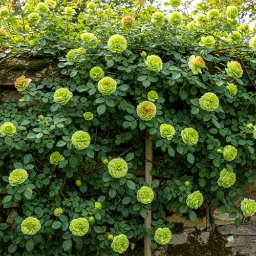Image of Climbing Rose Hybrid Seeds Pack - Large Flowers- 70 Easy-to-Grow Seeds for Vibrant Blooms, Suitable for All Indian Climates (GREEN)