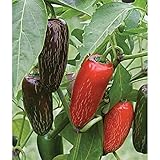 Biker Billy F1 Hybrid Hot Pepper Seeds (25 Seeds) Pepper Seeds for Planting, Greenhouse, Patio, Lawn & Garden