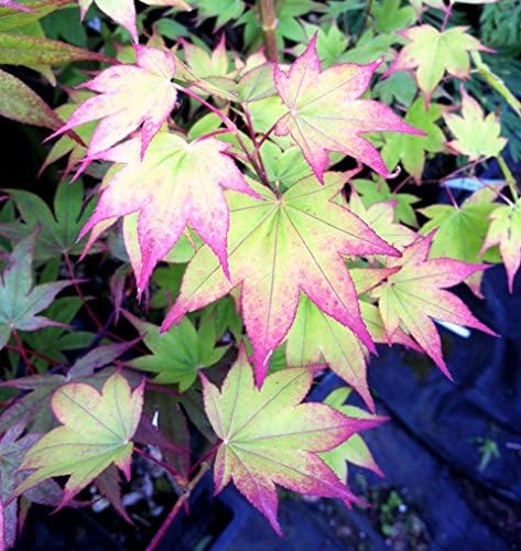 Miniatura 2 de Satsuki BeniRojo arce japonés Tipped con 4Año Live Planta