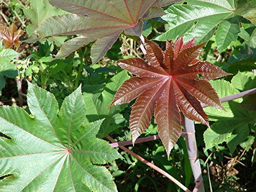 100 Ricinus communis Seeds, Castor Bean Seeds, Castor Oil Plant Seeds