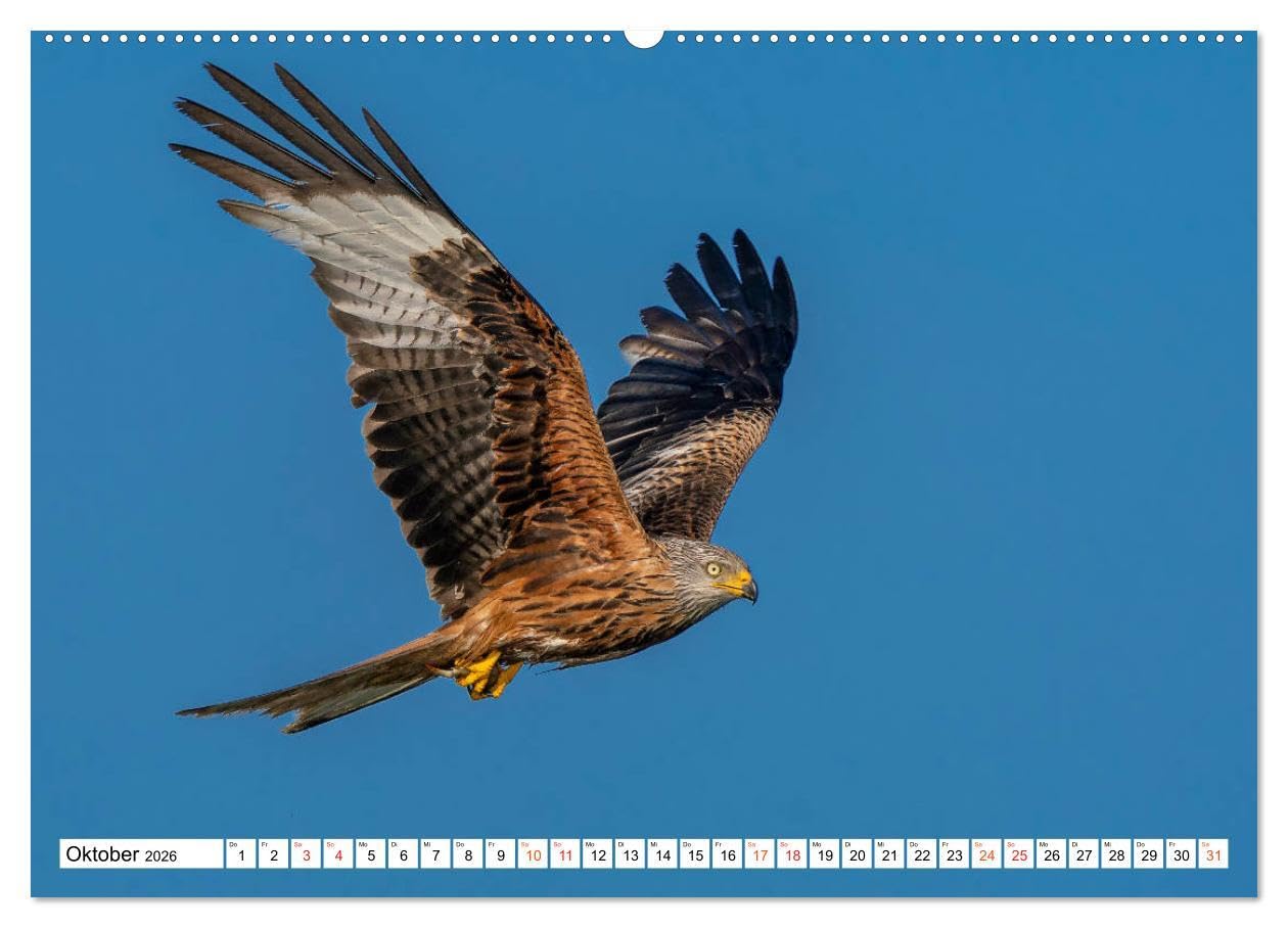 Heimische GREIFVÖGEL Adler Milan Bussard Weihe Sperber (Wandkalender 2026 DIN A2 quer), CALVENDO Monatskalender: Ausgesuchte Aufnahmen aus der Familie der Habichtartigen (CALVENDO Tiere)