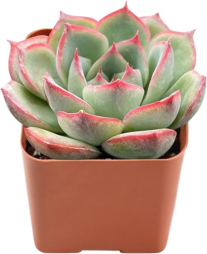 Suculenta viva Echeveria 'Silhouette', de aproximadamente 2 pulgadas, suculentas en maceta, completamente enraizadas, plantas de interior de fácil