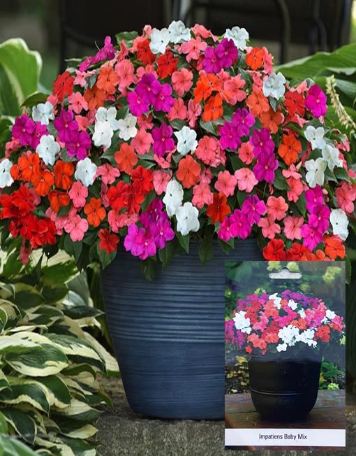 Impatiens Baby Mix Flower Seeds For Kitchen Gardening, Fast Growing Flowers Seeds, Multi Colour Flowers, Imported Flowers Seeds, Home Garden, Terrace Flowers Seeds (10g Pack) (B09Y66KDTD) Amazon Price History, Amazon Price Tracker