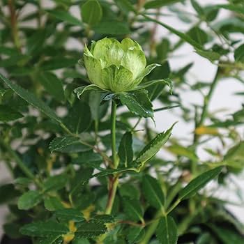 6158nNmQsQL._AC_UF350,