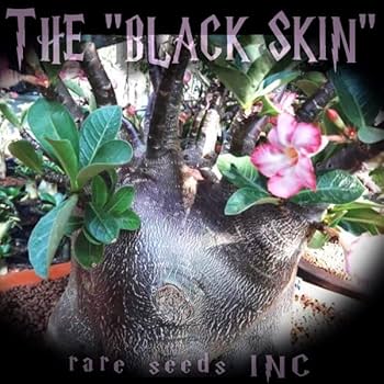 Amazon.co.jp: □極太黒肌種！アデニウム ブラックスキン 新鮮