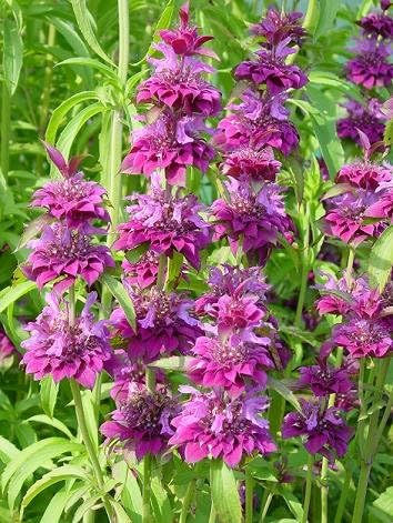 Monarda x Bergamo 1,000 Seeds