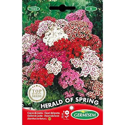 Germisem Herald of Spring Semillas de Clavos de Olor Cover