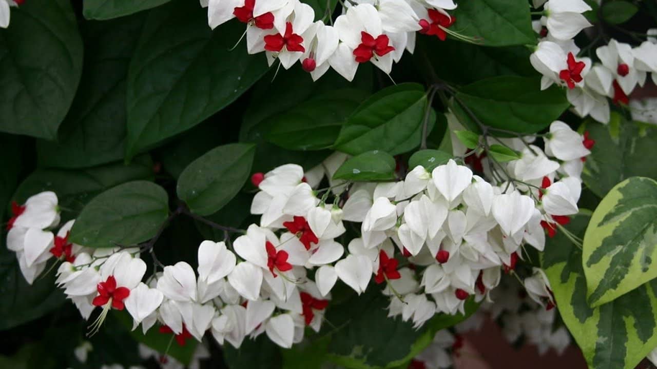 Aiden Gardens Rare Clerodendrum thomsoniae, Glory Bower Bleading Heart Vine 1 Helathy Live plant on poly Bag