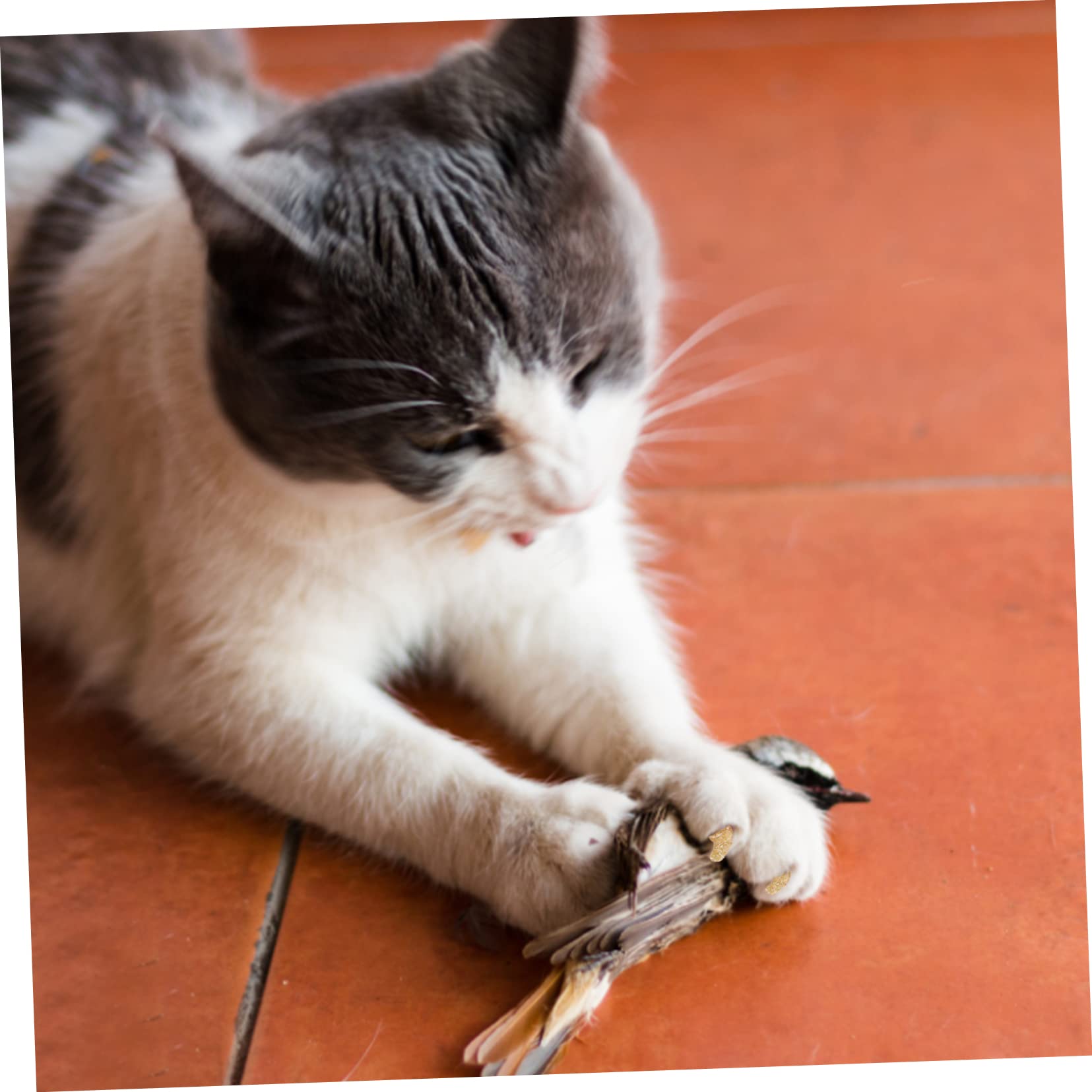 Kisangel 40sätze Kunterbunte Katzen Und Hundekrallenabdeckungen Teiliges Für Sicheres Krallenschutz Hochwertigem Für Katzenpflege Und Kratzschutz Für Haustierliebhaber