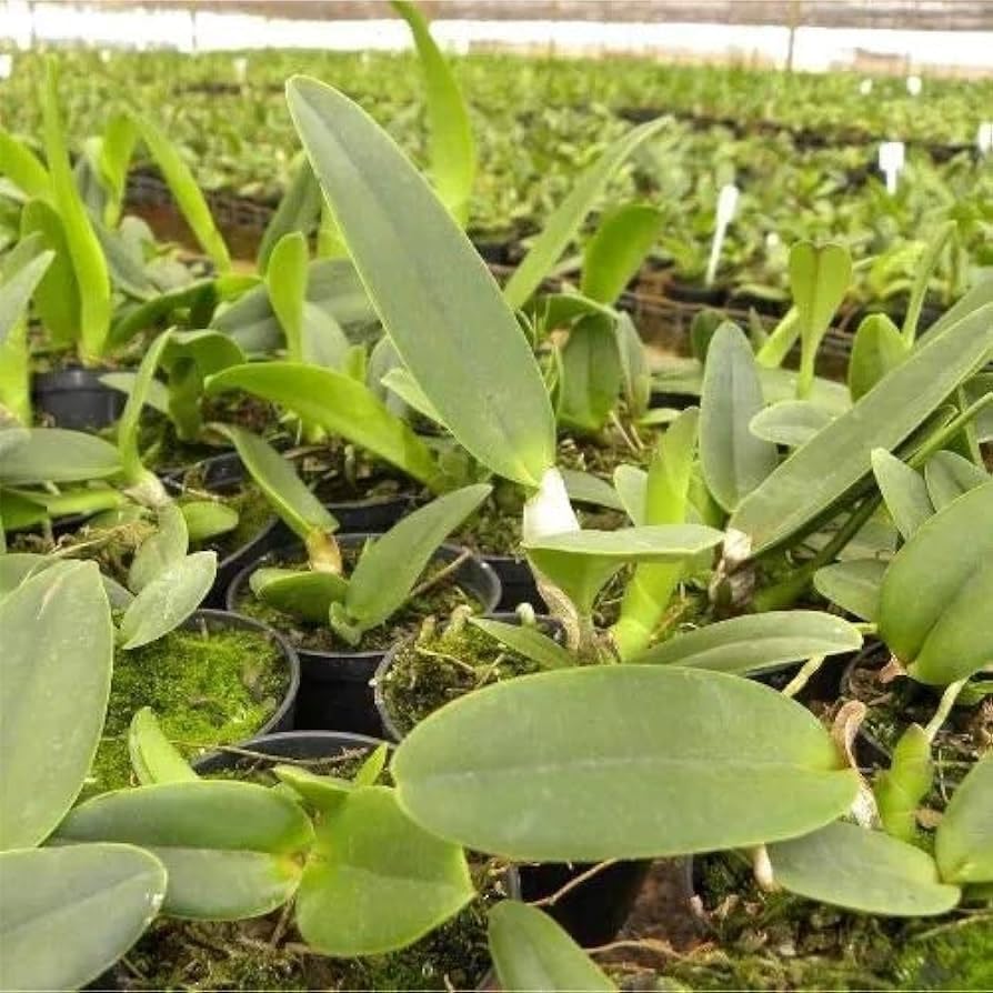 Kit 10 Mudas De Orquídeas Cattleya Sem Repetição