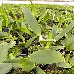 Kit 10 Mudas De Orquídeas Cattleya Sem Repetição