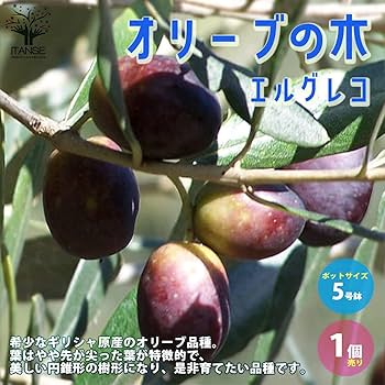 Amazon.co.jp: オリーブの苗木 品種：エルグレコ 5号ポット苗