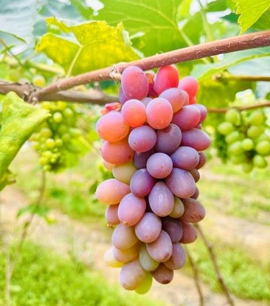 キッズ・ファミリー grape SEED Unit 11 Grape seed unit 2 - メルカリ