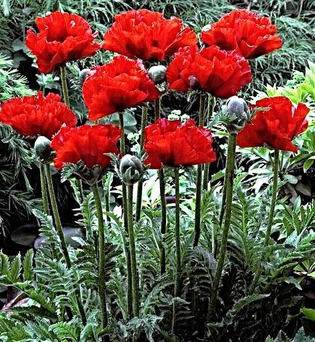 Samen Türkischer Mohn 'Scarlet o'Hara', Papaver orientale (2000 Samen)