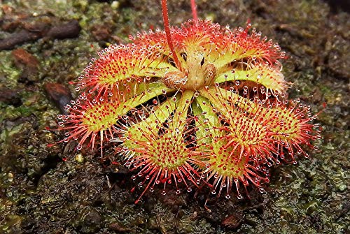 Portal Cool Drosera Drosera Spatulata Cultivar dal Vivo Carnivora Giardino Piante Eat Bugs Insetti