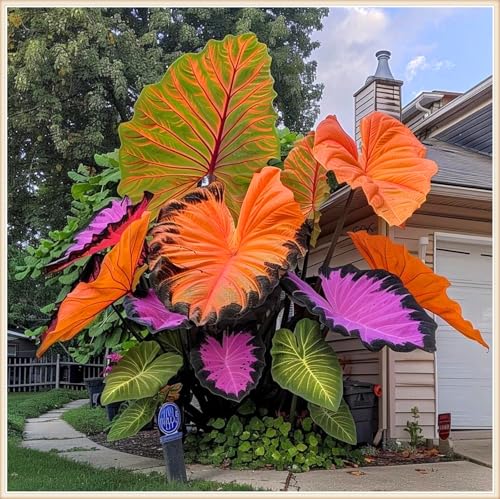 YIJKDSC Elephant Ear for Planting Beautiful Assortment for Outdoor Garden Landscapes Ideal for Home Gardens & Patios-m (c 2bulbs)