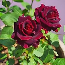 Zoropic Enterprise-Most Wonderful 1Healthy Flower Dark Red Rose Plant tree || For Beautiful Home Garden outdoor & indoor flower plant.