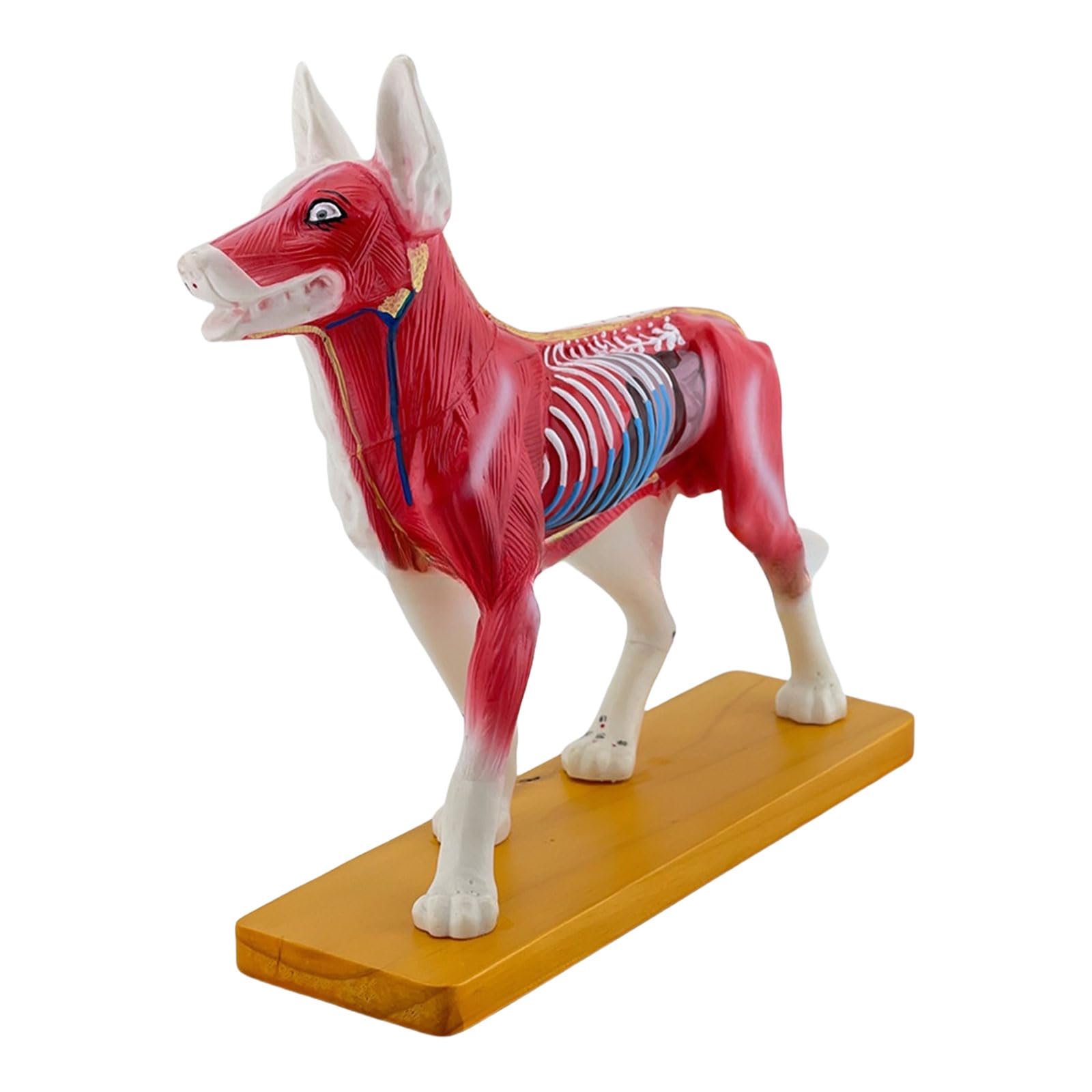 Modello Anatomia Del Cane Cane Modello Canino Agopuntura Aiuto Didattico Cane Modello Agopuntura Materiale Scolastico