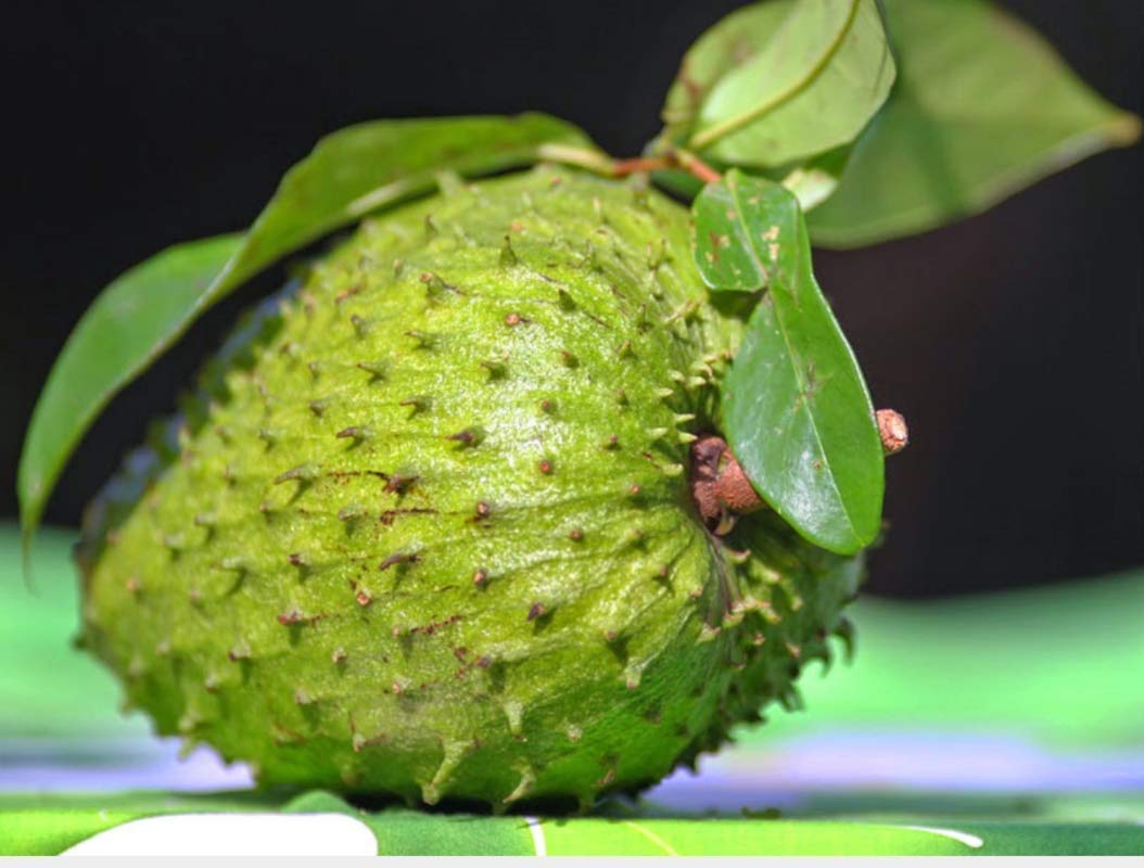 Royal Paradise Garden Rare Soursop Tropical Fruit Live Seedling Plant (B07ZK8LN8S) Amazon Price History, Amazon Price Tracker