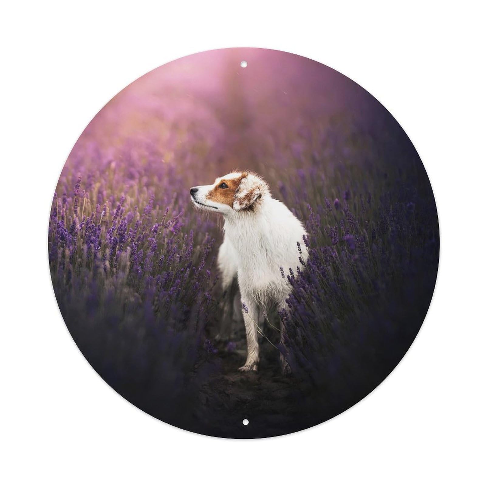 Cwbufd Vintage Style Lavender Field Dog Serene Nature Landscape Tranquil Scene Vintage Metal Tin Sign Plaque Wall Decor For Cafe, Club Bar, Office, Garden Metal Poster 8X8inch