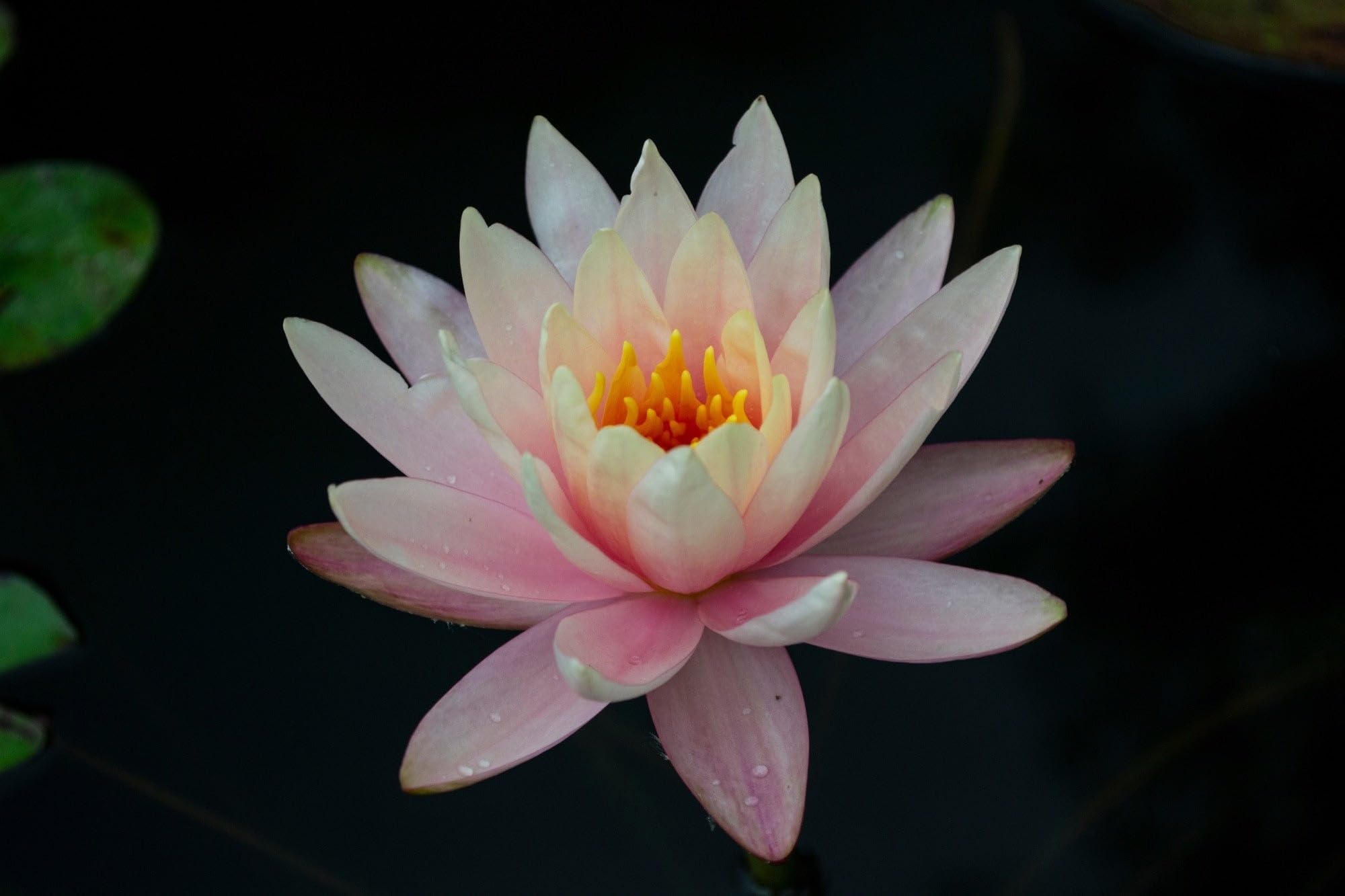Lincsplants - Nymphaea 'Clyde Ikins'-Potted