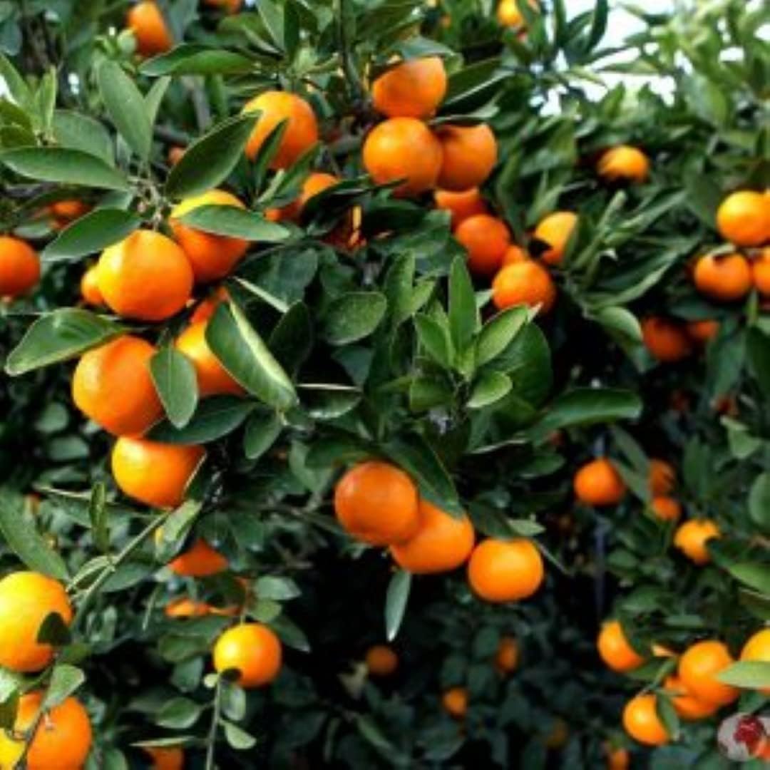 WingDong Orange All Time Variety Fruit Live Plants & Tree (1-1.5 Ft Size) Hybrid with 4 Inches Pot | Pack of 1 |