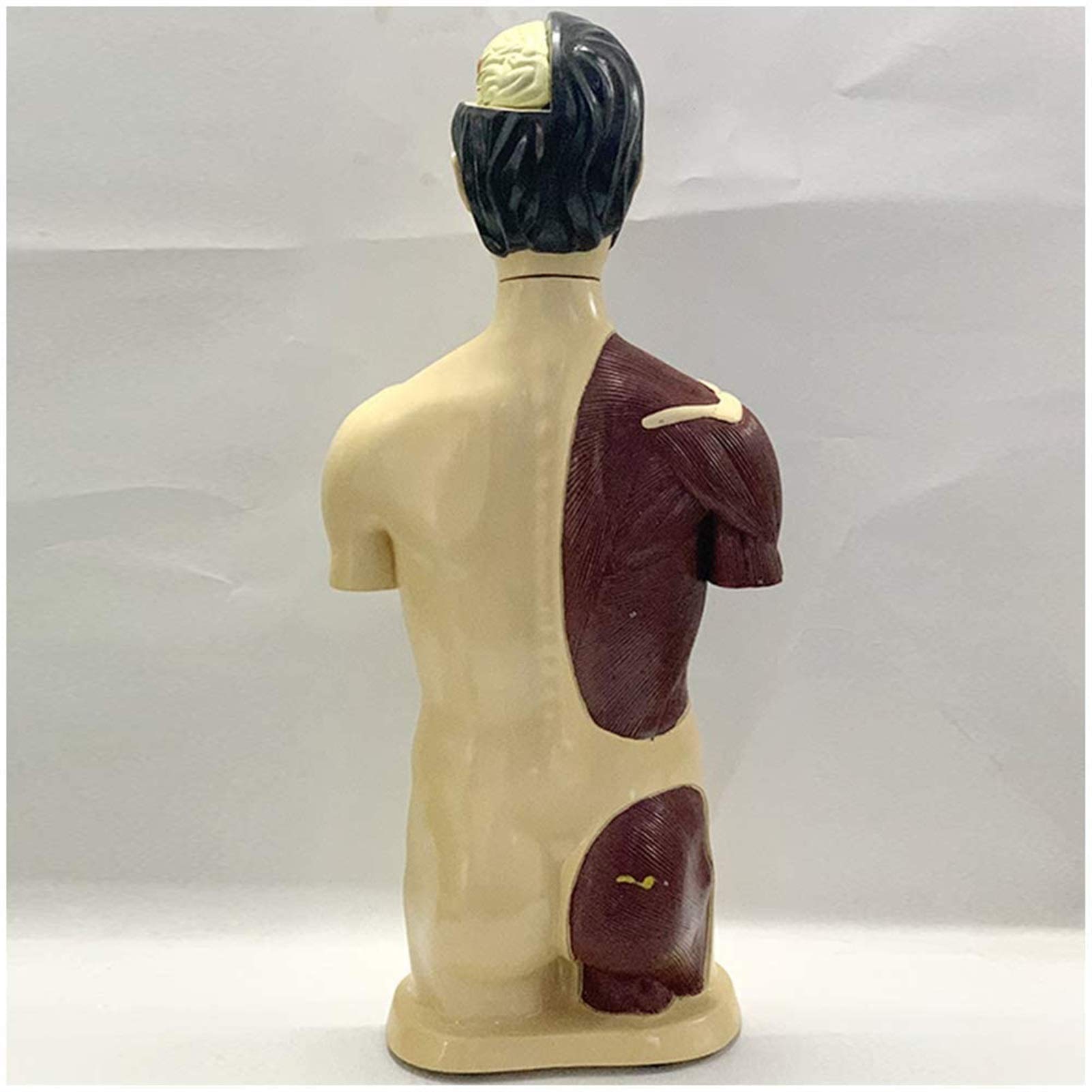 Modele medyczne, Model tułowia człowieka Model anatomiczny tułowia Narzędzie do nauczania biologii Anatomiczna replika blatu, modele medyczne i materiały edukacyjne