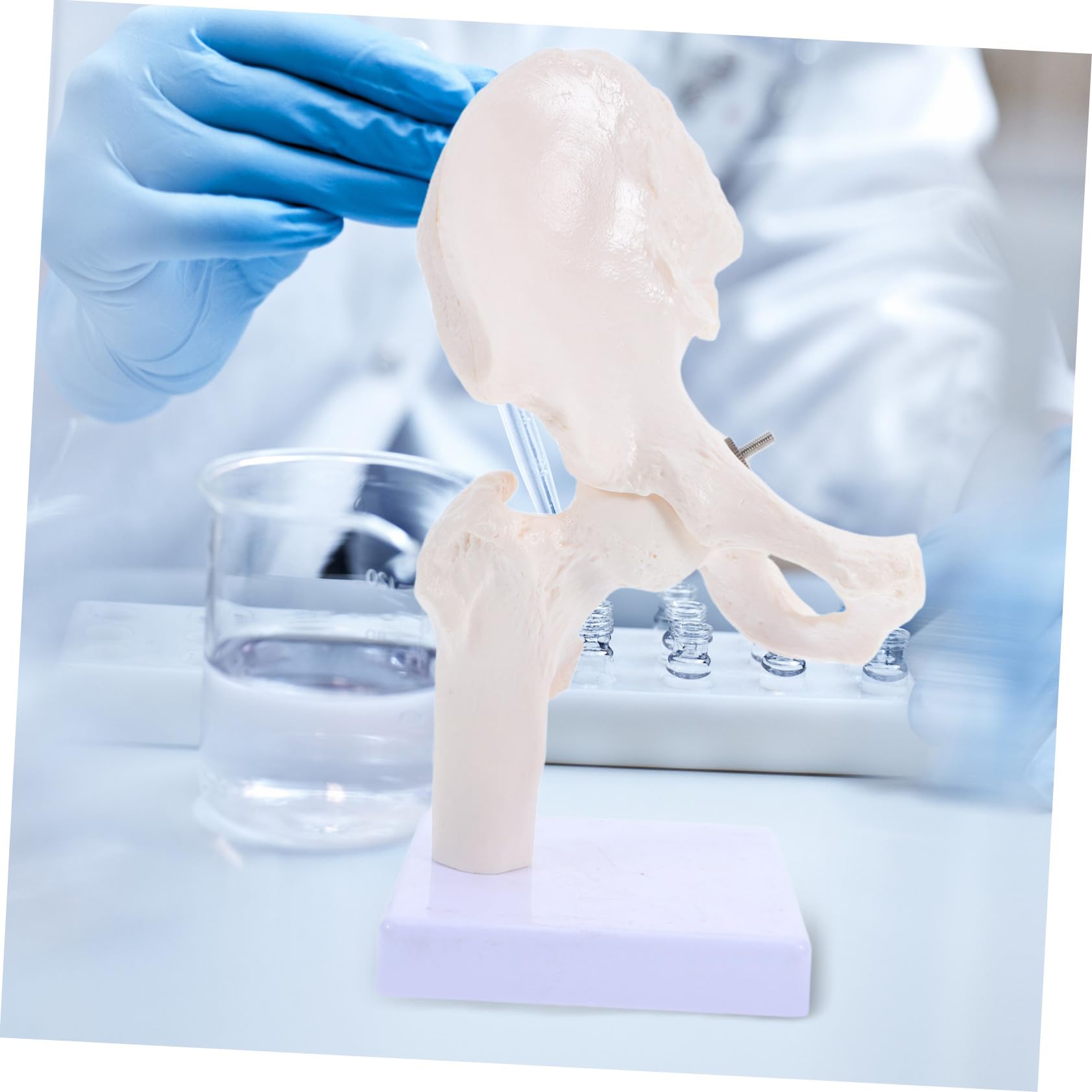 PRETYZOOM Modelli Scheletro Umano Scheletri Articolazione Anca Strumenti Didattici per Studio Ossa Modello Scheletro Mobile per Anatomia