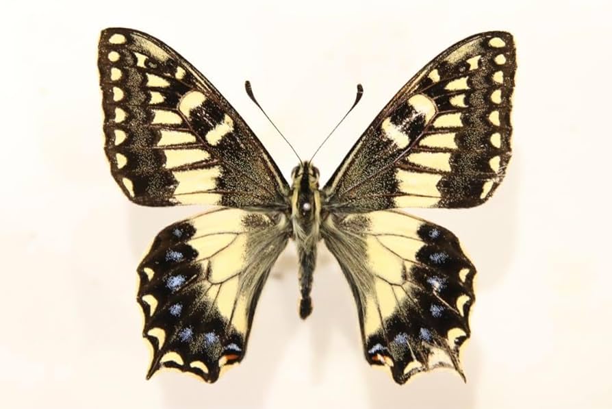 コルシカキアゲハ Amazon.co.jp: コルシカキアゲハ標本 : おもちゃ