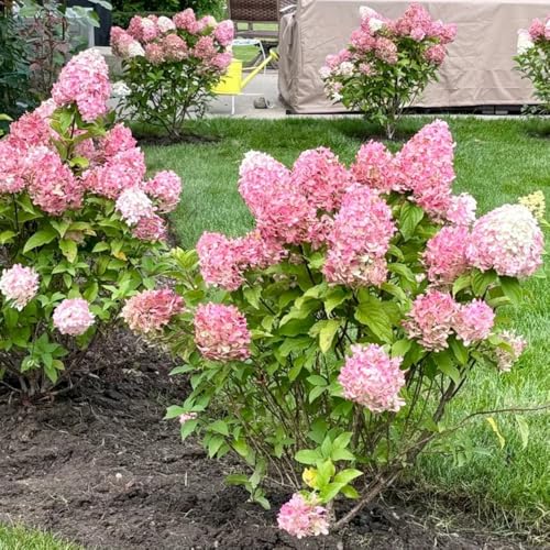 Semi di ortensia a pannocchia, decorazione da giardino per esterni Ortensia paniculata, arbusti resistenti 500pcs