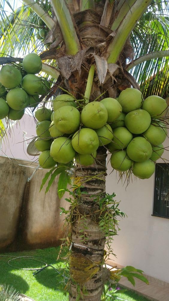 live Green coconut plant Tree (Narial ka podha) hybrid Malayan Kerala coconut fruit plant (1 Healthy Fruit Plant with Black Plastic Pot) (B0D148XGS5) Amazon Price History, Amazon Price Tracker