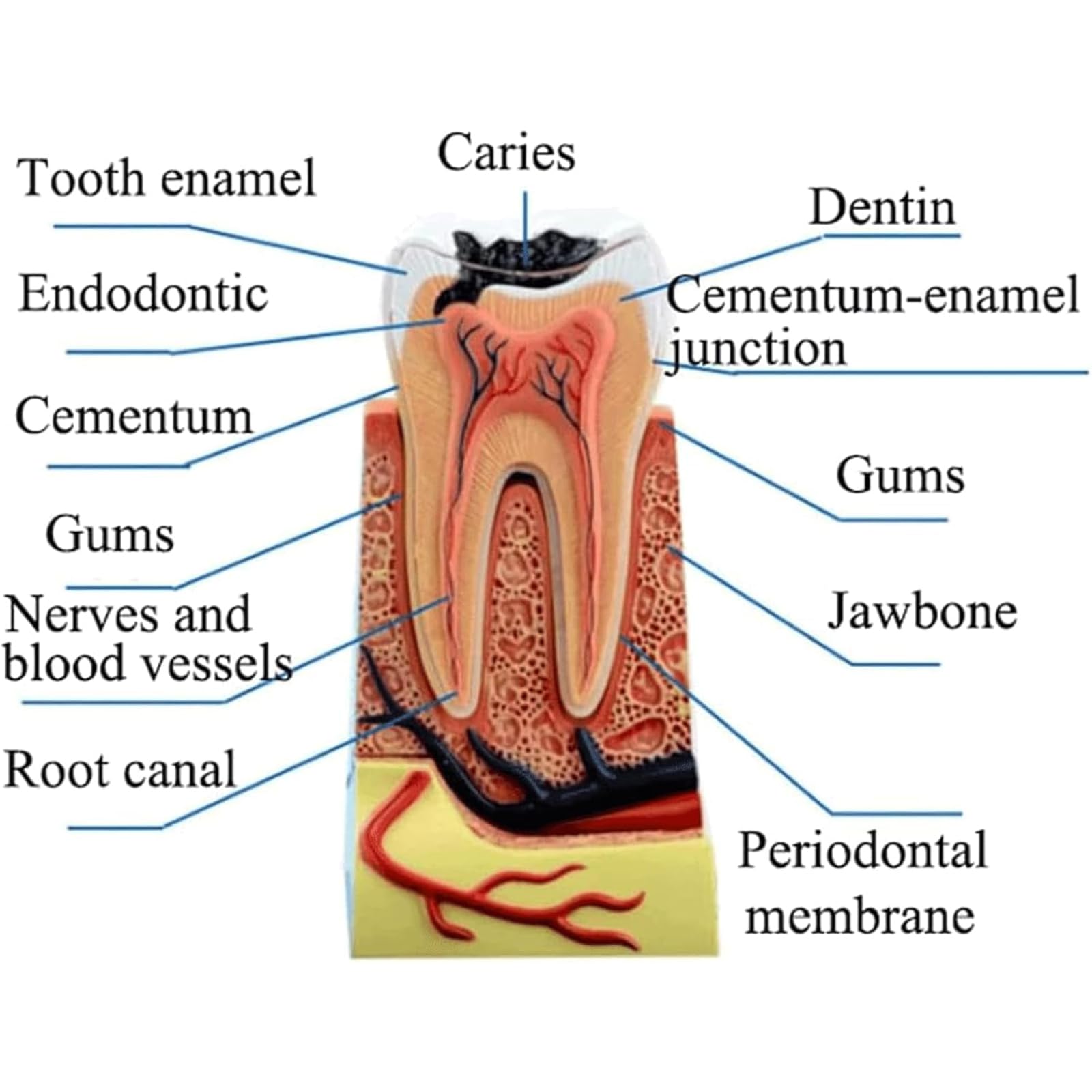 NGARY Model struktury ludzkich zębów 4D, model anatomii zębów, model zdejmowanych zębów, model demonstracyjny dentystyczny z 23 akcesoriami, do pomocy edukacyjnej