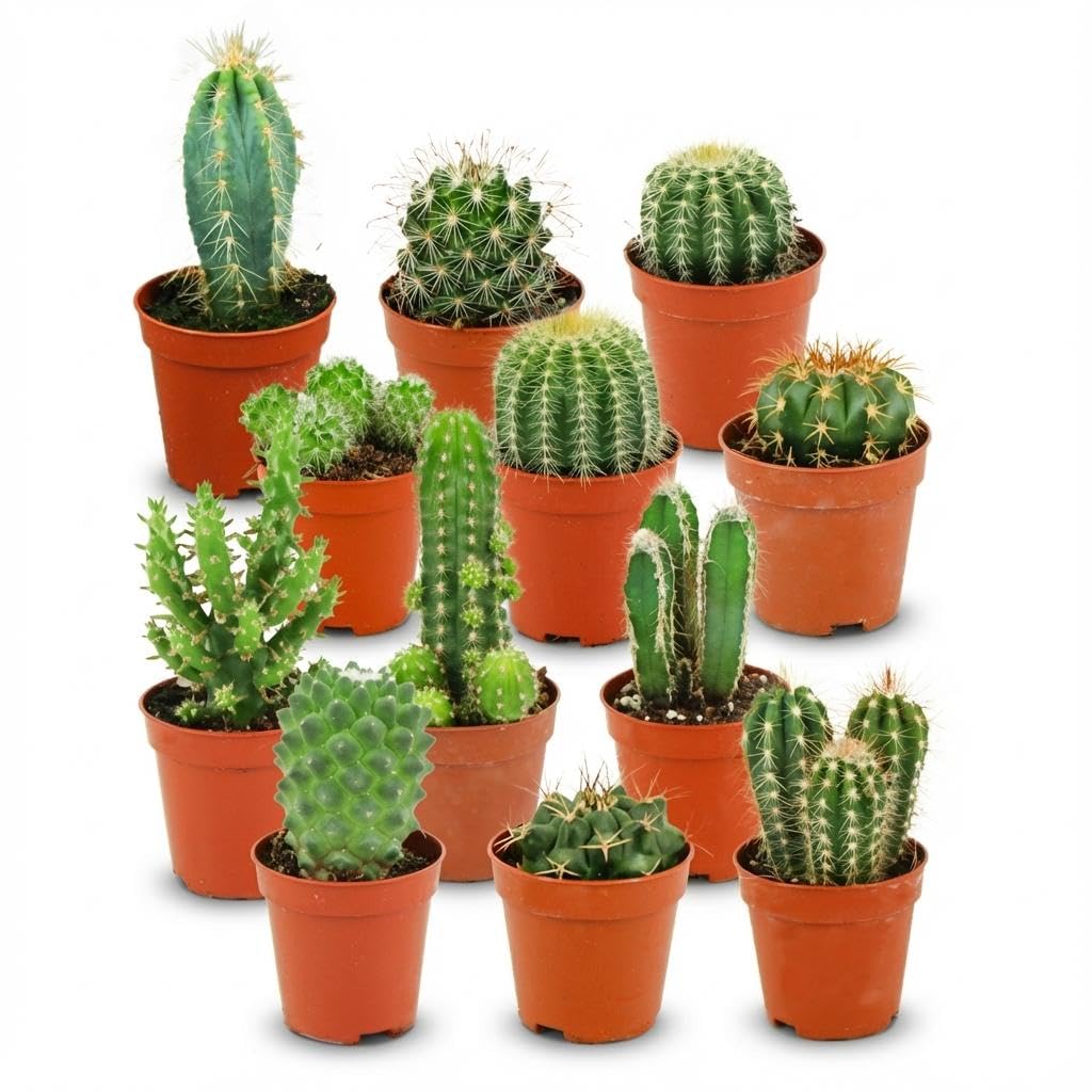 Set di Mini Cactus, Piante Grasse da Interno, Verdi, 12 Pezzi, Ø 5.5 cm