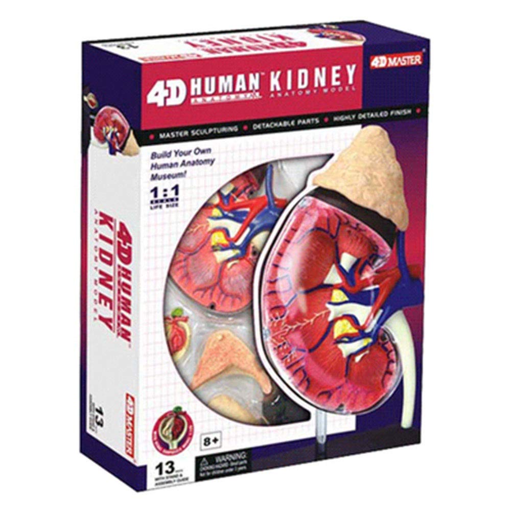 Rompecabezas De Órganos Humanos – Juguete Educativo De Madera, Para Aprender Anatomía (30x15 Cm)