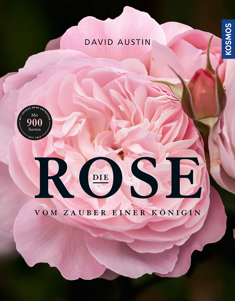 Die Rose. David Austin