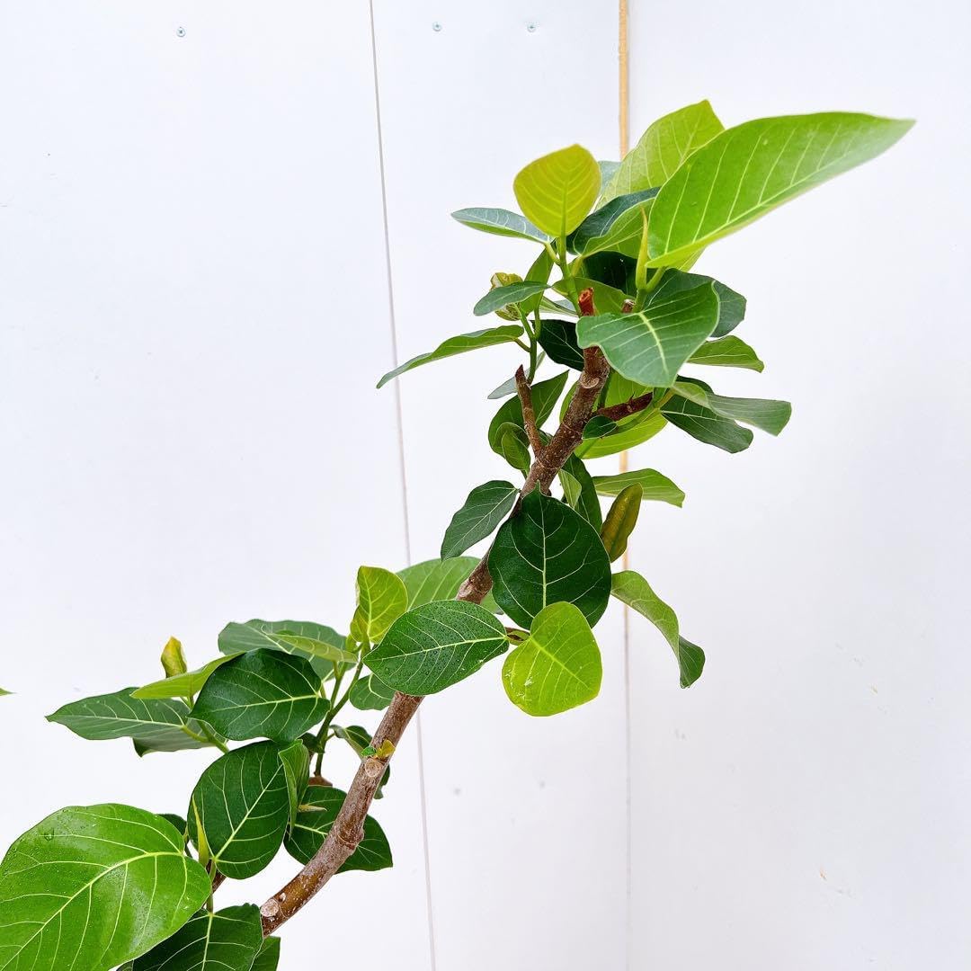 フィカス ゴムの木 グランディス ブラウン 34番 曲がり 特大 観葉植物